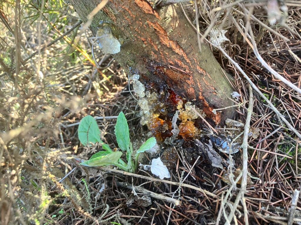Oozing gum is a sign that the fungal biocontrol agent is active on this indivicual