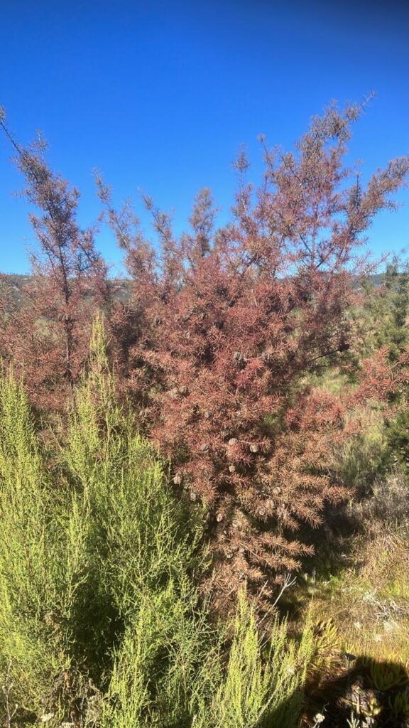 Progressive decline in plant health due to the fungul biocontrol agent
