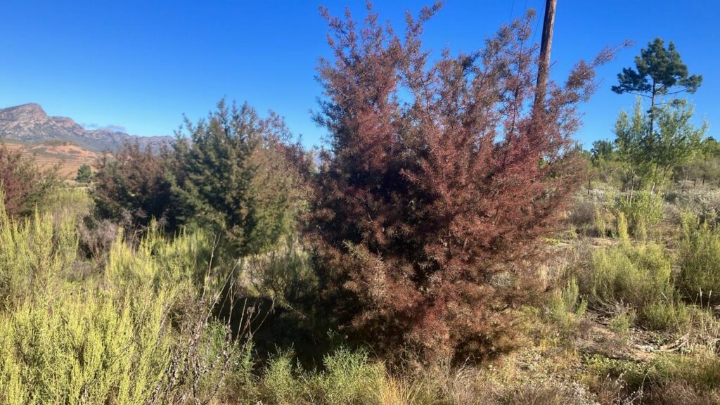 Silky Hakea will eventually die from being infected by biological contral agents, specifically the fungal agent