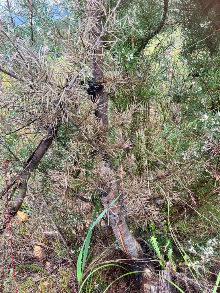 Ultimately Silky Hakea and the seeds still attached to it will not be vialble after prolonged stress due to the fungal infection