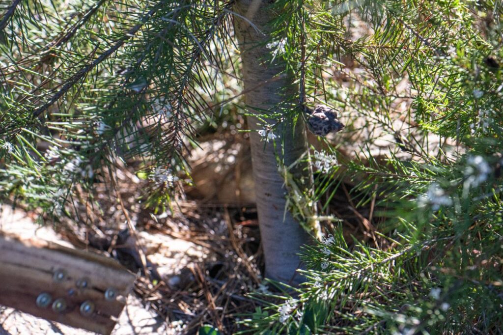 Silky Hakea